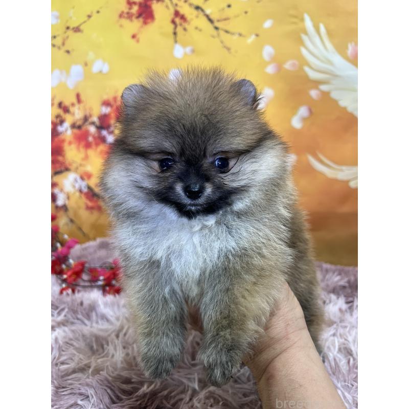 販売中の茨城県のポメラニアン-438828の2枚目