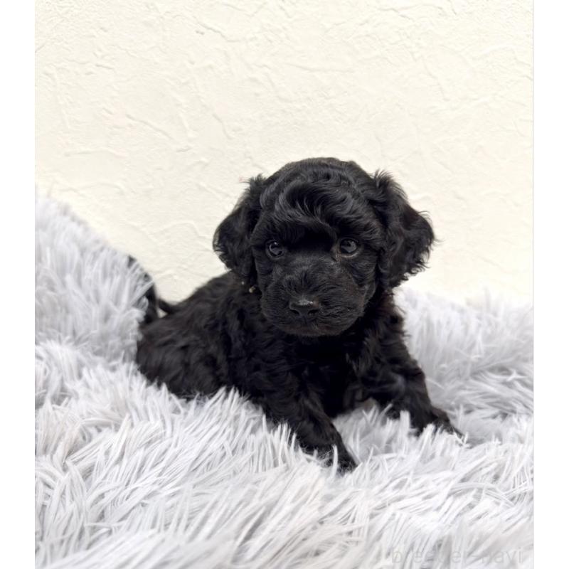 成約済の岡山県のトイプードル-438580の5枚目