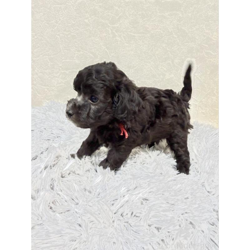 販売中の岡山県のトイプードル-438829の2枚目