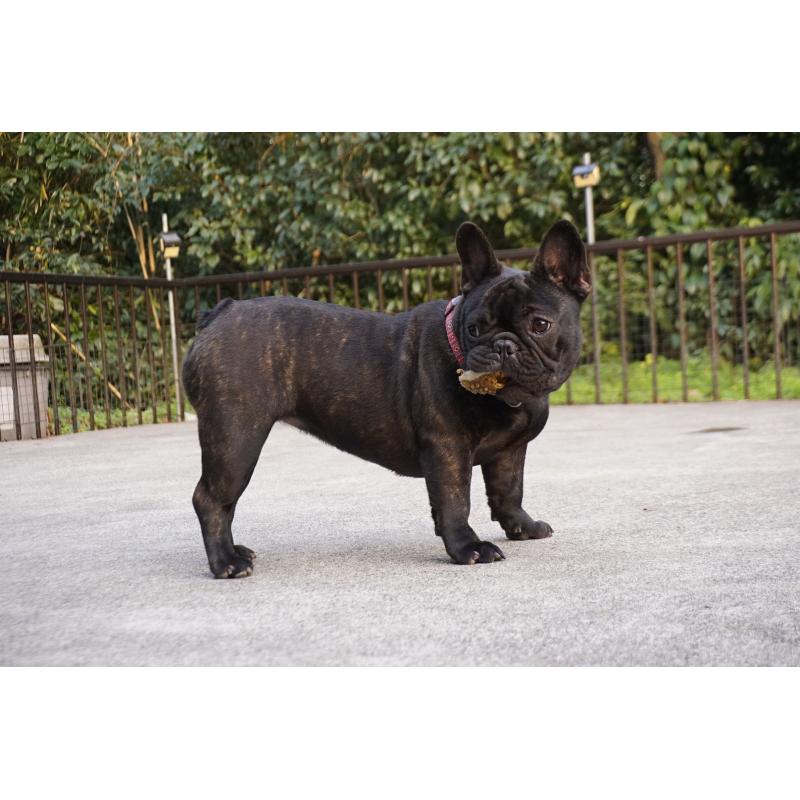 販売中の鹿児島県のフレンチブルドッグ-410453の3枚目