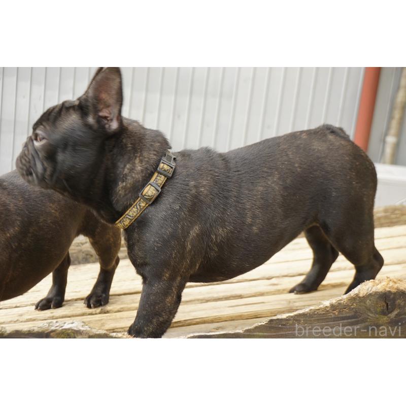 販売中の鹿児島県のフレンチブルドッグ-410450の2枚目