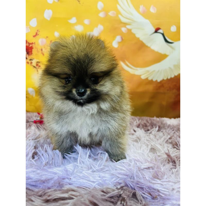 販売中の茨城県のポメラニアン-438830の3枚目