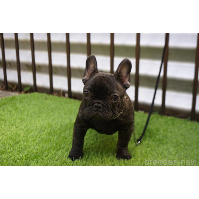 販売中の鹿児島県のフレンチブルドッグ-426009の8枚目