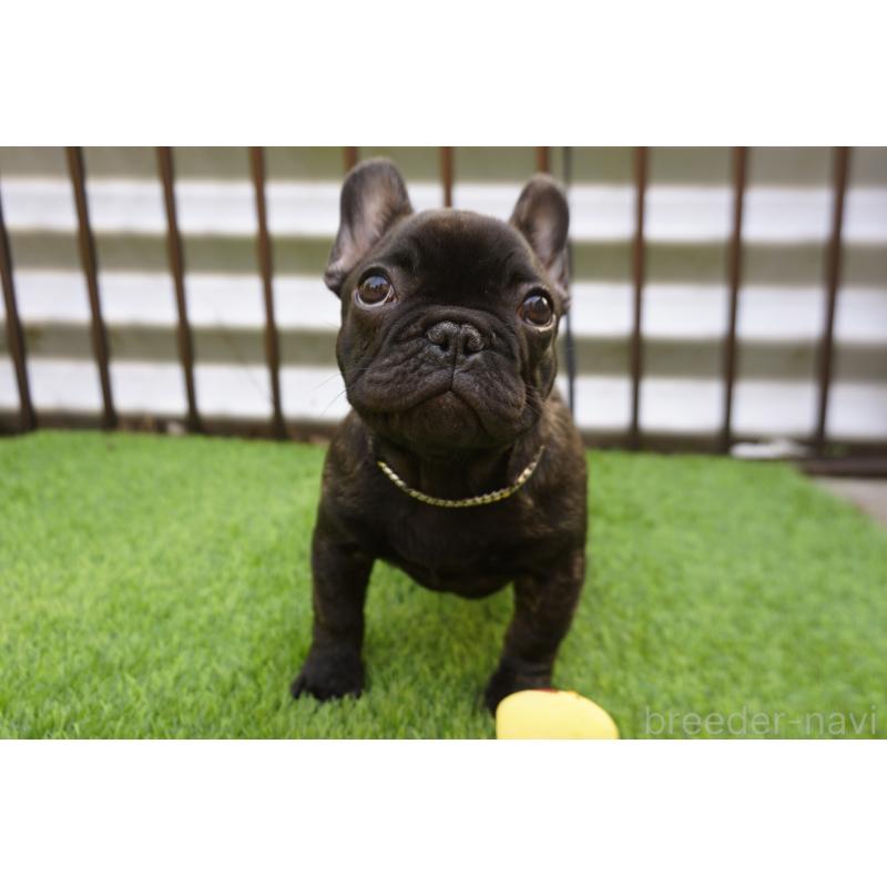 販売中の鹿児島県のフレンチブルドッグ-426009の7枚目