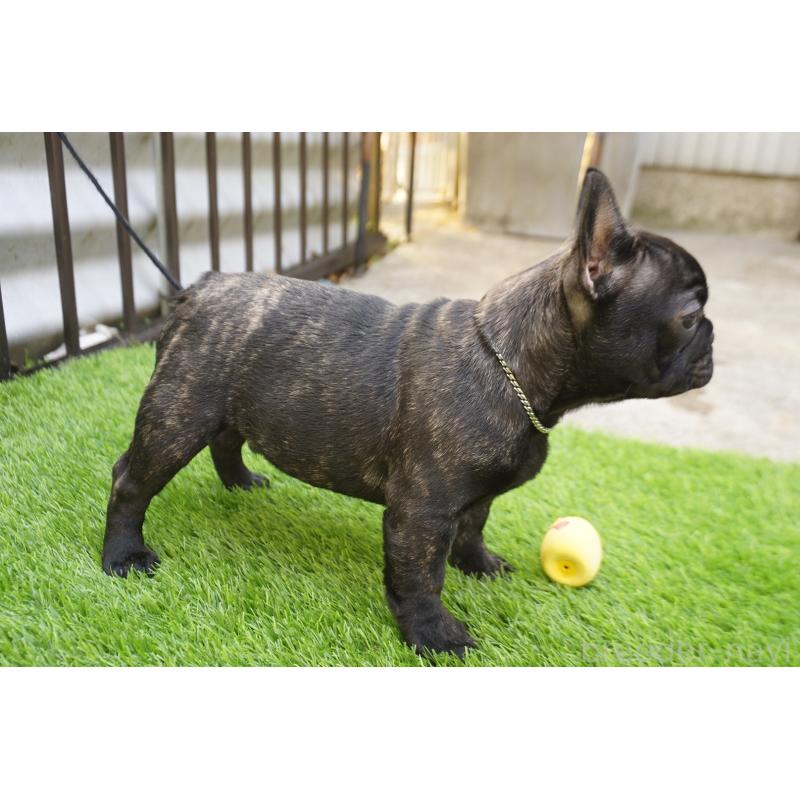 販売中の鹿児島県のフレンチブルドッグ-426009の6枚目