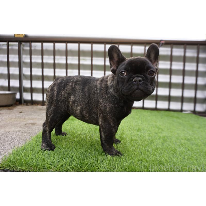 販売中の鹿児島県のフレンチブルドッグ-426009の4枚目