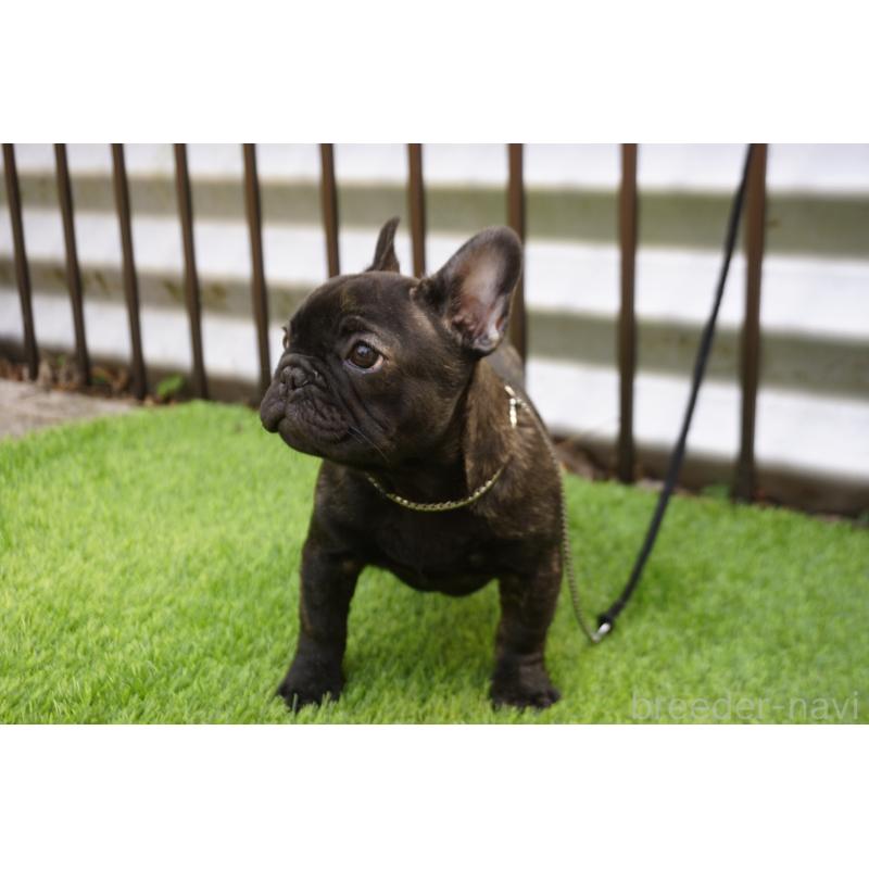 販売中の鹿児島県のフレンチブルドッグ-426009の3枚目