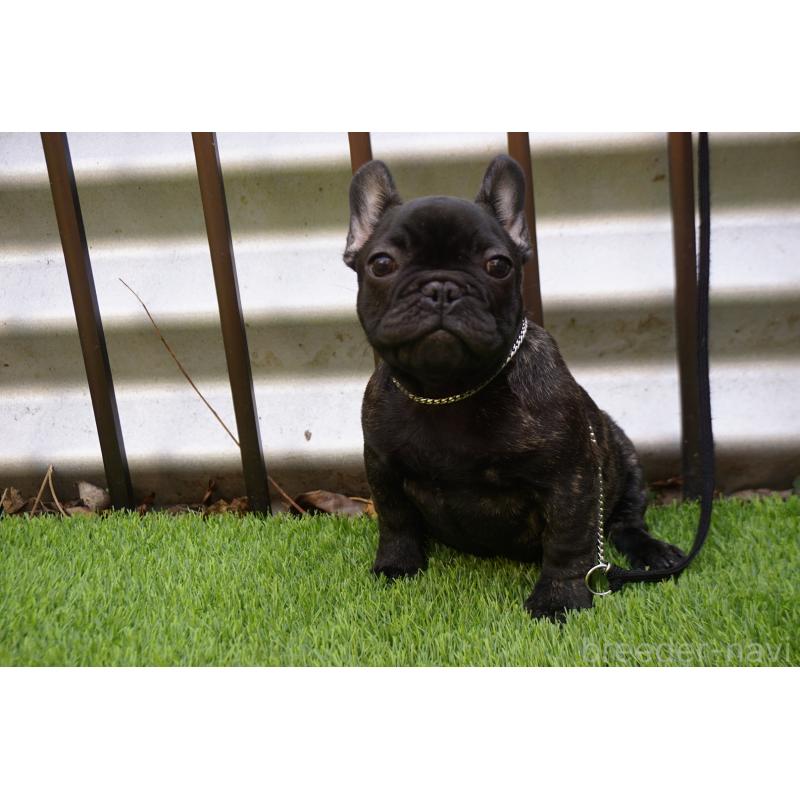 販売中の鹿児島県のフレンチブルドッグ-426009の2枚目