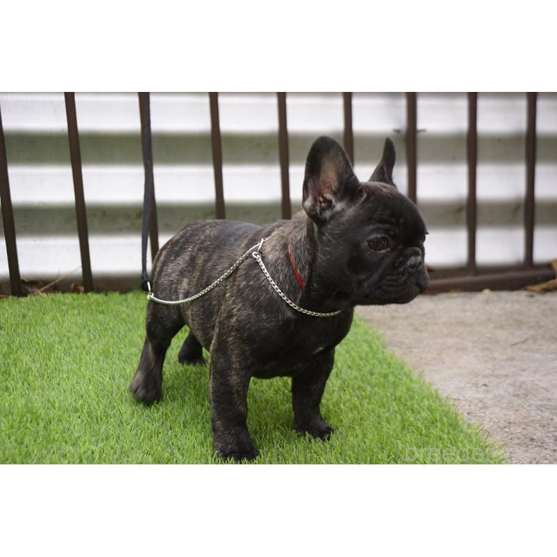 販売中の鹿児島県のフレンチブルドッグ-426007の10枚目