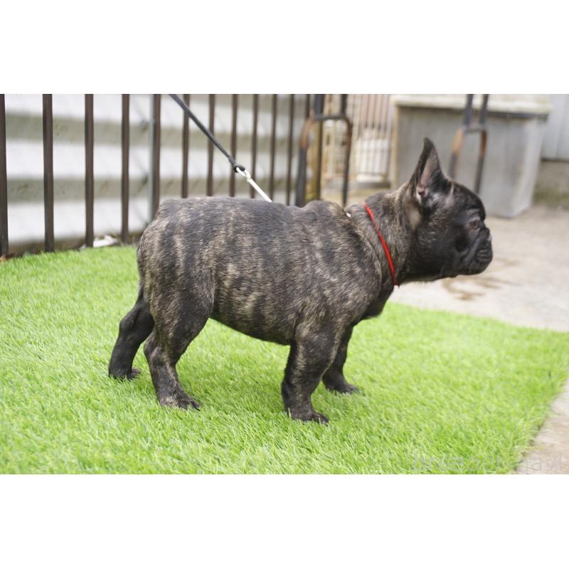 販売中の鹿児島県のフレンチブルドッグ-426007の8枚目