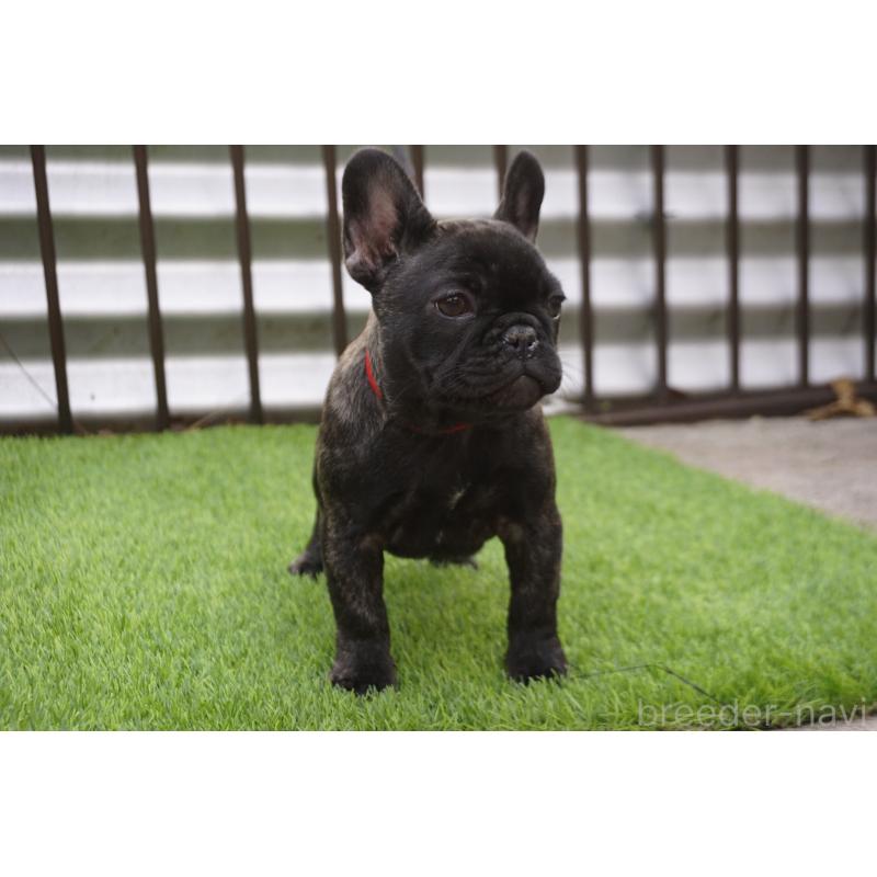 販売中の鹿児島県のフレンチブルドッグ-426007の7枚目