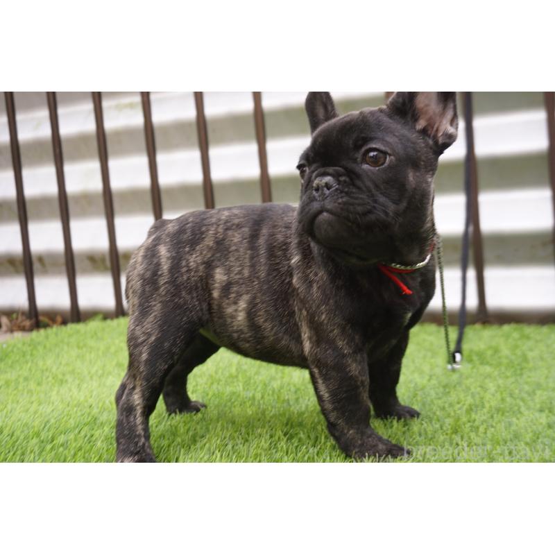 販売中の鹿児島県のフレンチブルドッグ-426007の5枚目