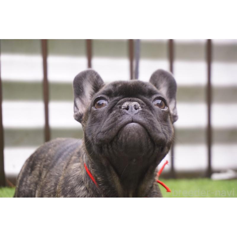 販売中の鹿児島県のフレンチブルドッグ-426007の4枚目