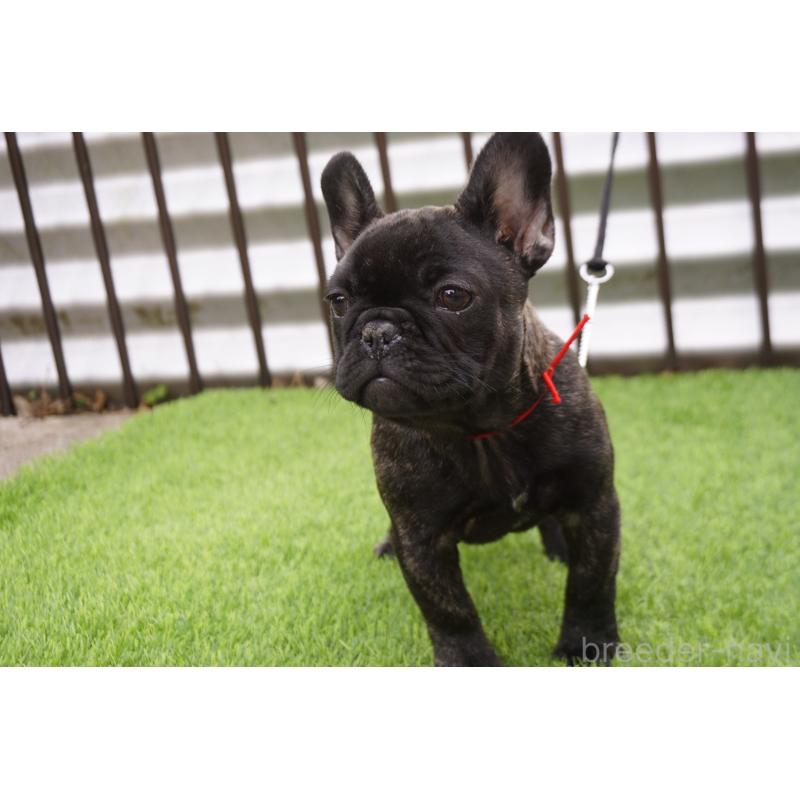 販売中の鹿児島県のフレンチブルドッグ-426007の3枚目