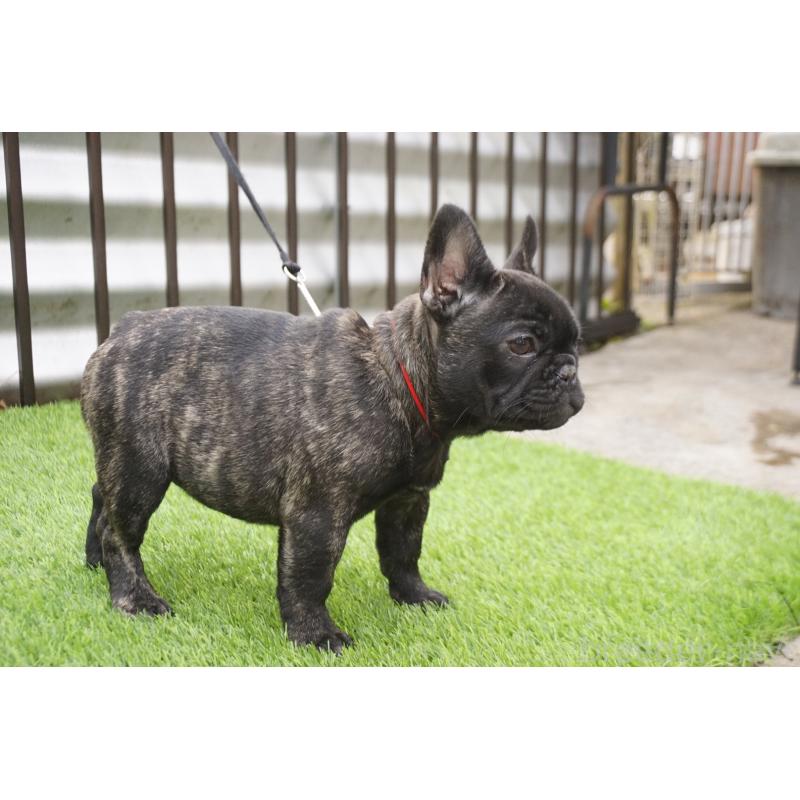 販売中の鹿児島県のフレンチブルドッグ-426007の2枚目