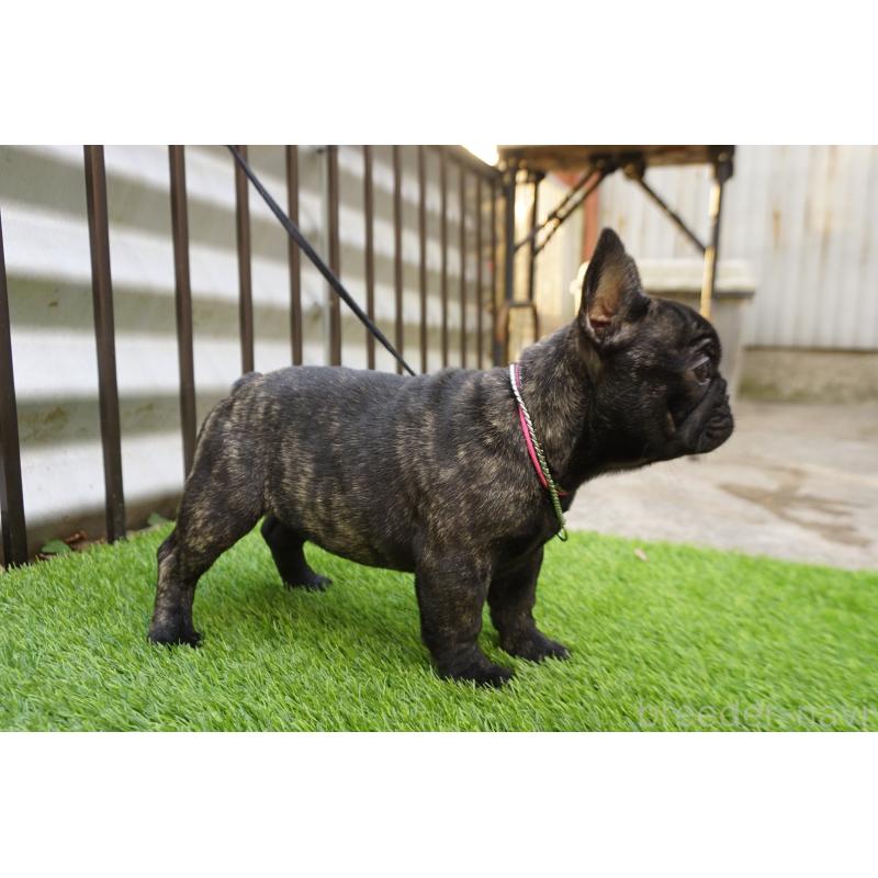 販売中の鹿児島県のフレンチブルドッグ-425979の7枚目