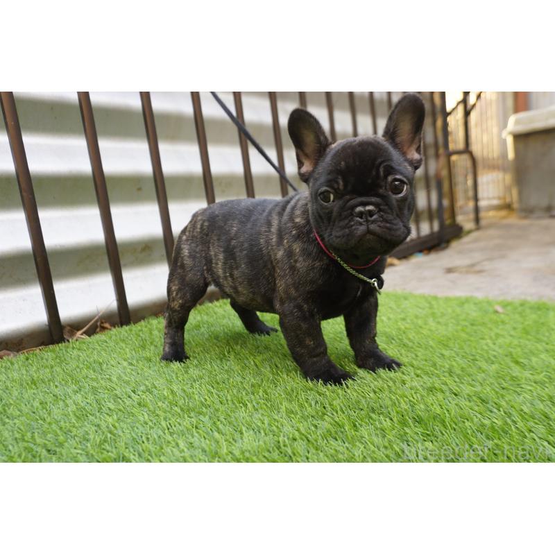 販売中の鹿児島県のフレンチブルドッグ-425979の6枚目