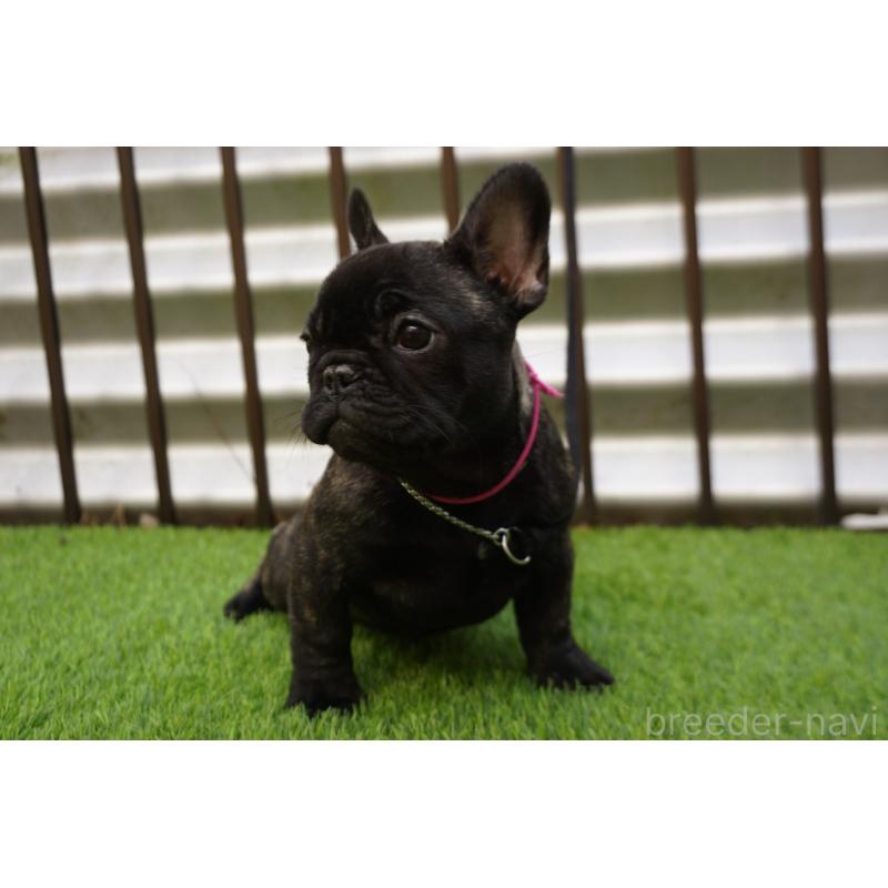 販売中の鹿児島県のフレンチブルドッグ-425979の5枚目