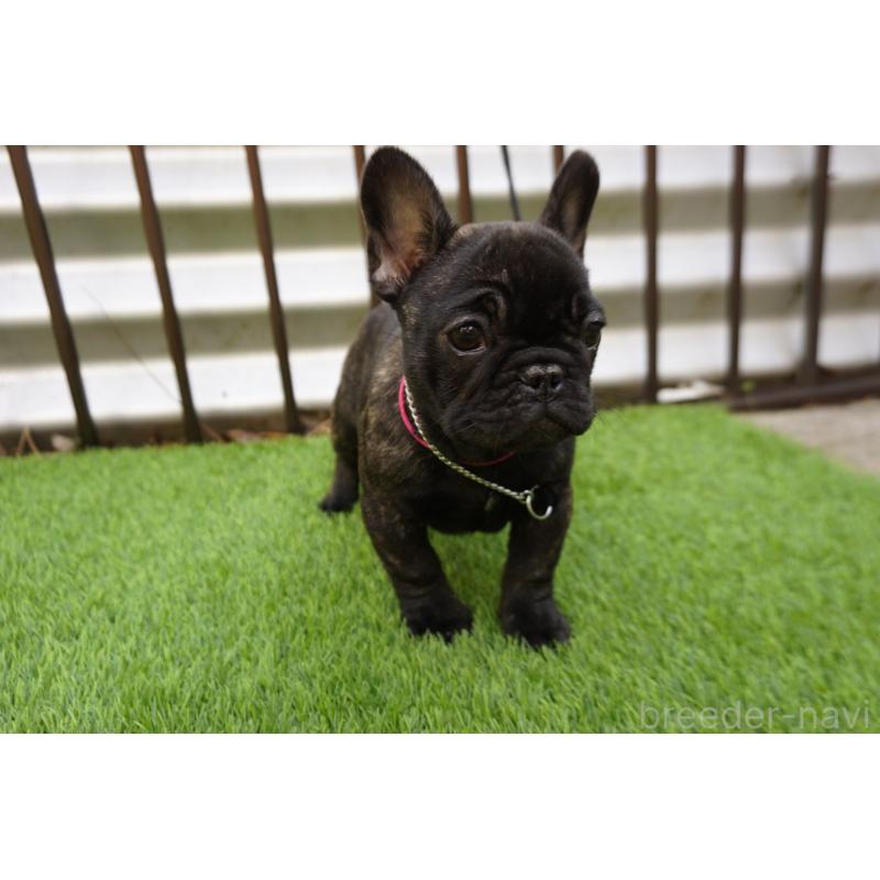 販売中の鹿児島県のフレンチブルドッグ-425979の4枚目