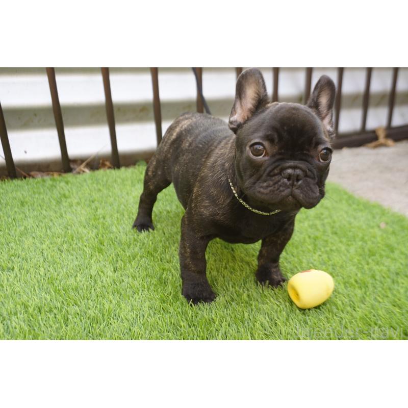 販売中の鹿児島県のフレンチブルドッグ-425979の3枚目