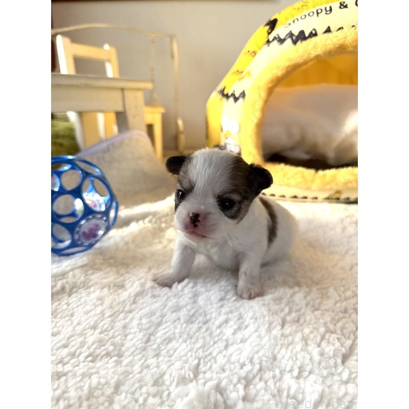 販売中の宮崎県のチワワ(ロングコート)-438832の6枚目