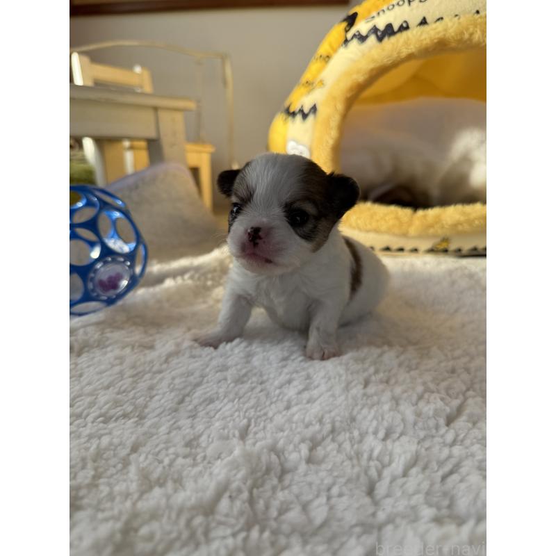 販売中の宮崎県のチワワ(ロングコート)-438832の4枚目