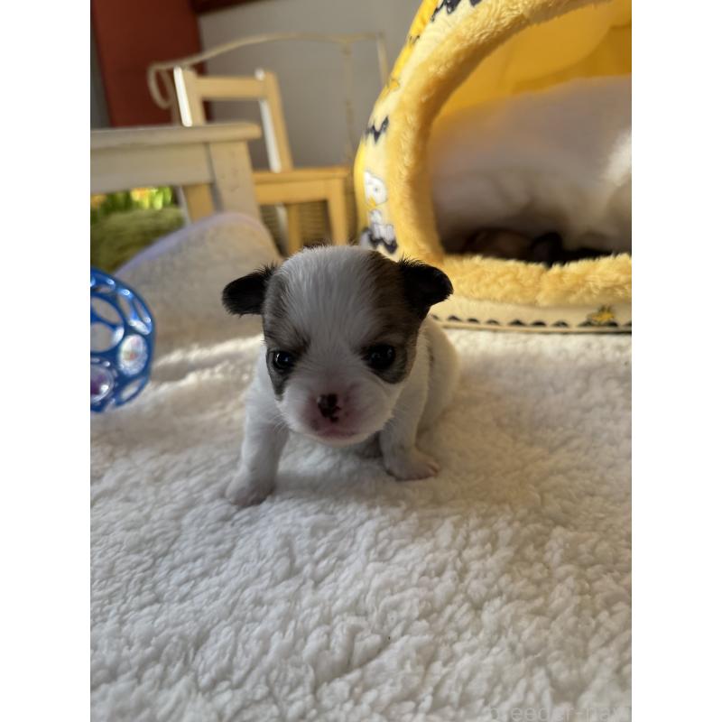 販売中の宮崎県のチワワ(ロングコート)-438832の3枚目