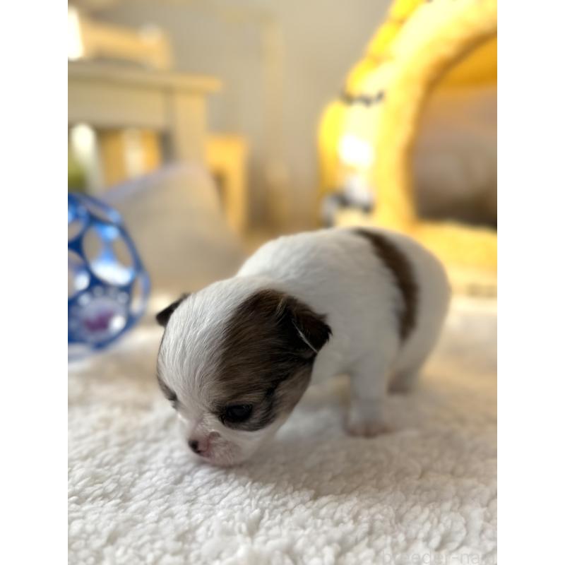 販売中の宮崎県のチワワ(ロングコート)-438832の2枚目