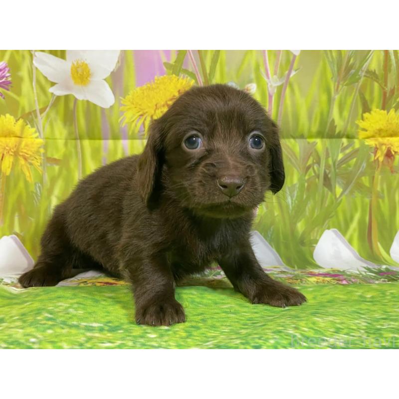 販売中の埼玉県のミニチュアダックスフンド(ロングヘアード)-438858の4枚目