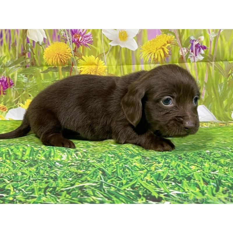 販売中の埼玉県のミニチュアダックスフンド(ロングヘアード)-438858の3枚目