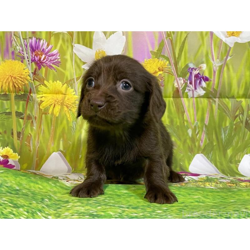 販売中の埼玉県のミニチュアダックスフンド(ロングヘアード)-438858の2枚目