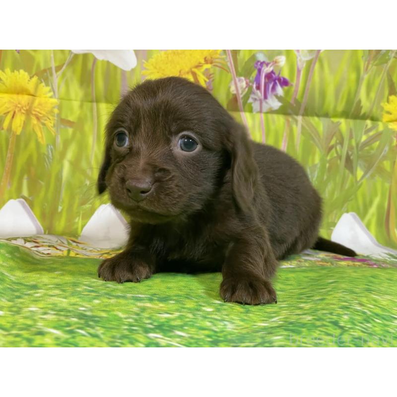 販売中の埼玉県のミニチュアダックスフンド(ロングヘアード)-438858の1枚目