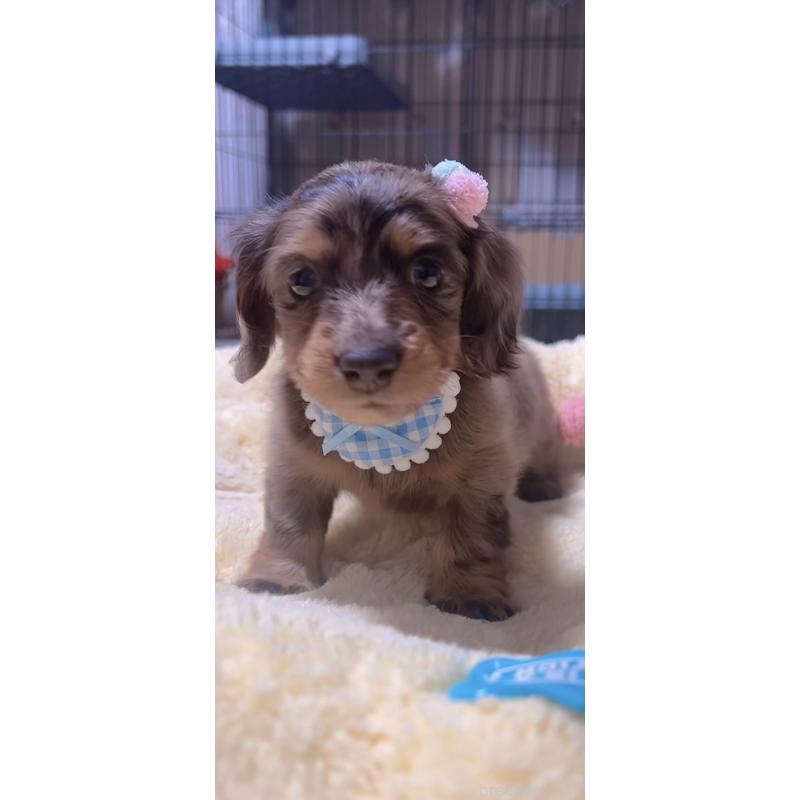 販売中の岐阜県のミニチュアダックスフンド(ロングヘアード)-438859の5枚目