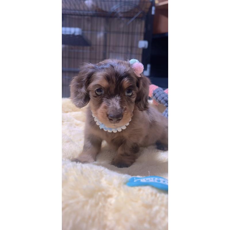 販売中の岐阜県のミニチュアダックスフンド(ロングヘアード)-438859の4枚目