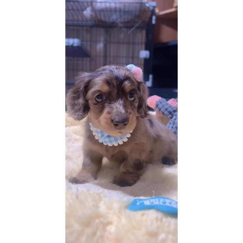 販売中の岐阜県のミニチュアダックスフンド(ロングヘアード)-438859の3枚目