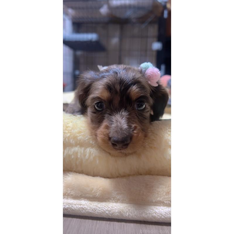 販売中の岐阜県のミニチュアダックスフンド(ロングヘアード)-438859の2枚目