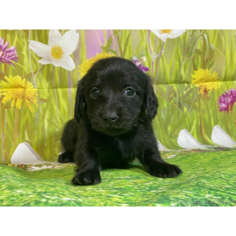 販売中の埼玉県のミニチュアダックスフンド(ロングヘアード)-438860の4枚目