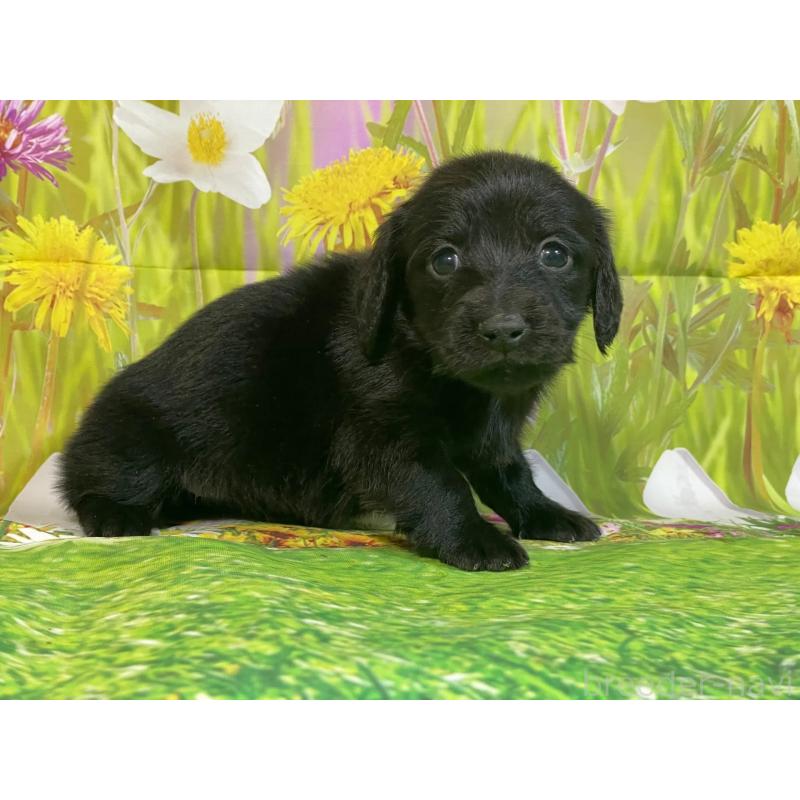 販売中の埼玉県のミニチュアダックスフンド(ロングヘアード)-438860の3枚目