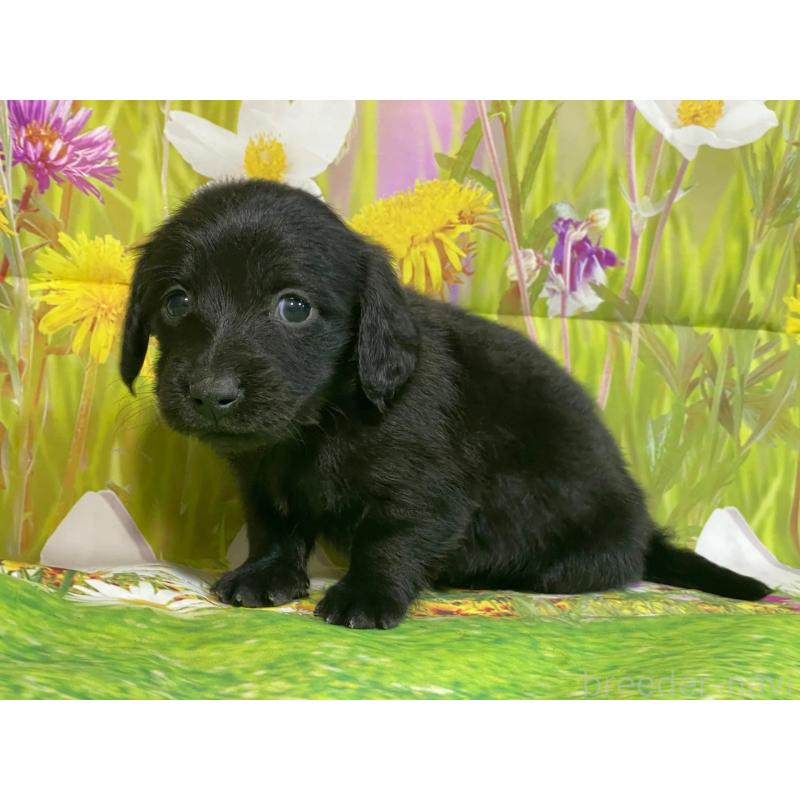 販売中の埼玉県のミニチュアダックスフンド(ロングヘアード)-438860の2枚目