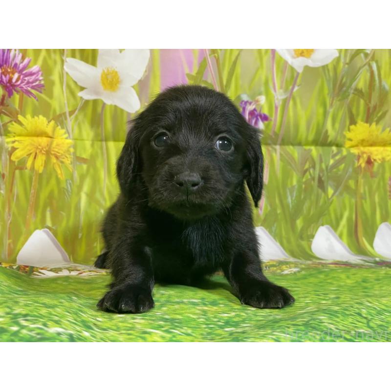 販売中の埼玉県のミニチュアダックスフンド(ロングヘアード)-438860