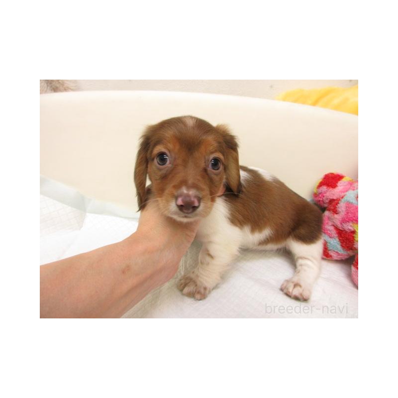 販売中の大阪府のミニチュアダックスフンド(ロングヘアード)-438861の2枚目