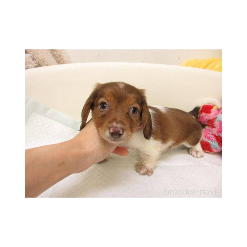 販売中の大阪府のミニチュアダックスフンド(ロングヘアード)-438861