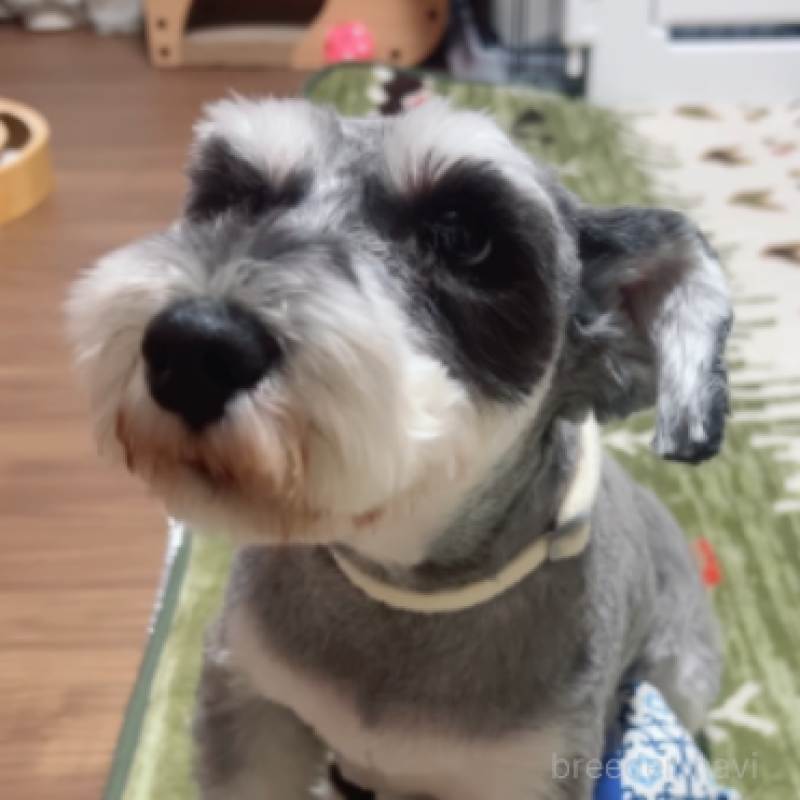 ゴーマちゃん1枚目