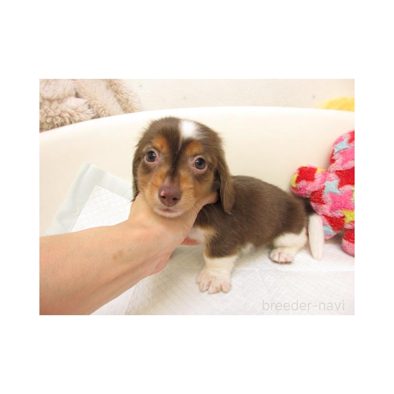 販売中の大阪府のミニチュアダックスフンド(ロングヘアード)-438862の2枚目
