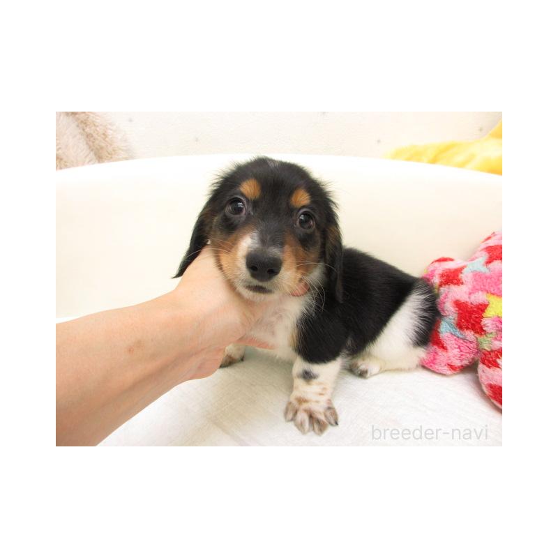 販売中の大阪府のミニチュアダックスフンド(ロングヘアード)-438863の2枚目