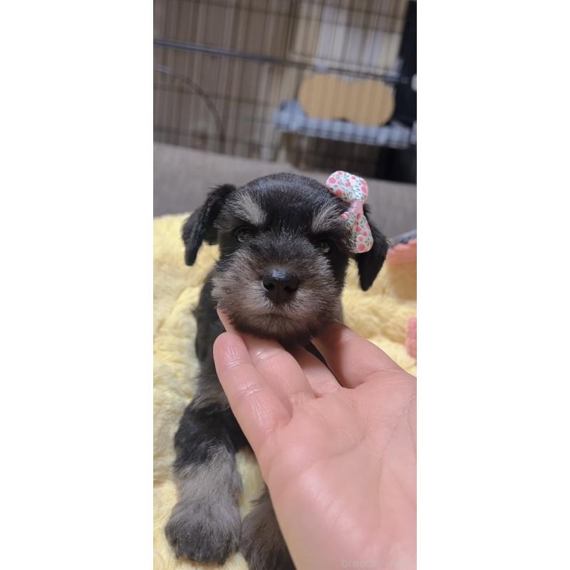 販売中の岐阜県のミニチュアシュナウザー-438864の5枚目