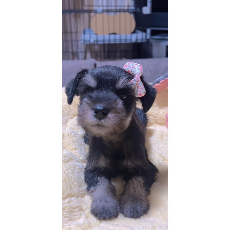 販売中の岐阜県のミニチュアシュナウザー-438864の4枚目