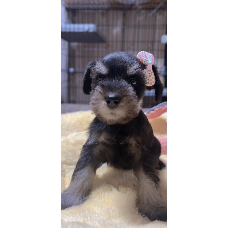 販売中の岐阜県のミニチュアシュナウザー-438864の3枚目