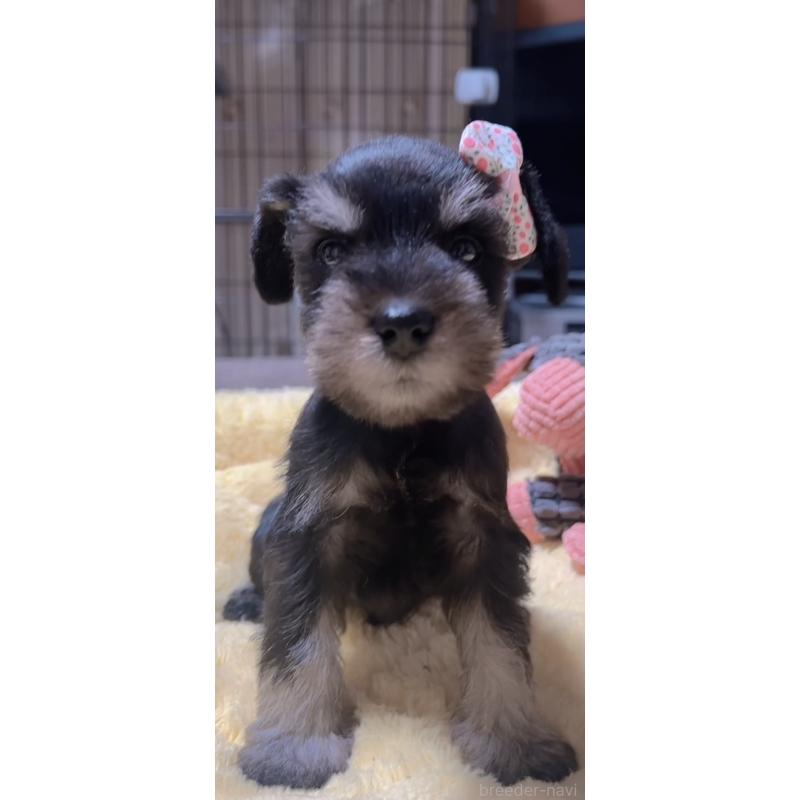 販売中の岐阜県のミニチュアシュナウザー-438864の2枚目