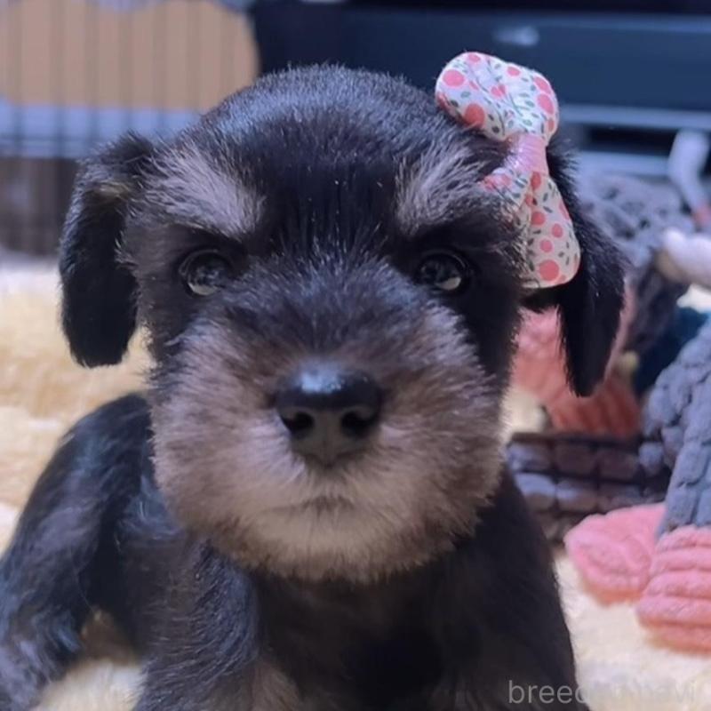 販売中の岐阜県のミニチュアシュナウザー-438864